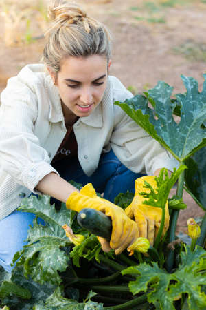 Young woman gardener taking fresh zucchini from the plant with yellow gloves onの写真素材