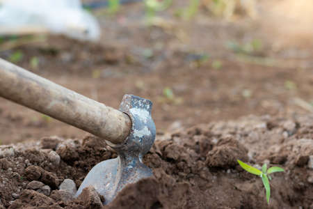 Closeup view of a farmers work tool hoe stuck in the ground next to a small green plantの写真素材