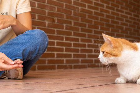 Unreconizable woman trying to attract a wild fearful and shy cat with food on her handの写真素材