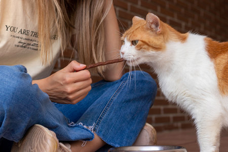 Domestic cat eating a yummy treat stick as an award given by its unrecognizable woman owner