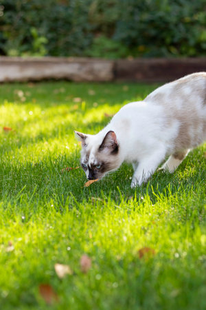 Lovely domestic cat breeding in nature walking on the grass and smelling a leaf in autumnの写真素材