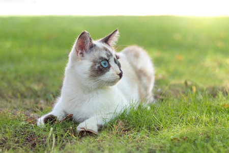 Close up view of beautiful young cat looking to the side while laying down in the park or garden outdoorsの写真素材