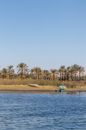 Vertical landmark view of Nile river bank full of palm trees and a wooden boat in the shore located in the north of Africa in tropical weatherの写真素材