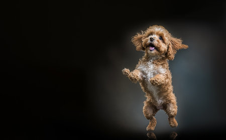 Full body of adorable fluffy blonde Cavapoo dog standing on hind legs while enjoying against black background created with generative AI technologyの素材