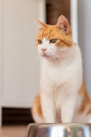 Vertical view of white and orange cat sitting while wating for food on a plateの写真素材