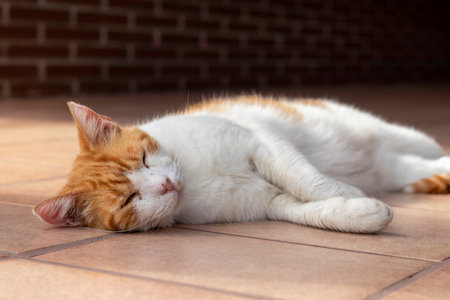 Close up view of domestic white and orange cat sleeping outdoors in the shadow of the porch of the houseの写真素材