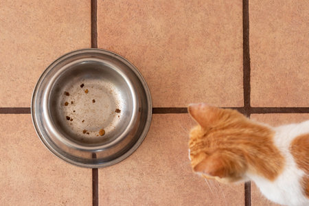 Top view of white and orange cat looking to an empty food plate while starving and hungry outdoorsの写真素材