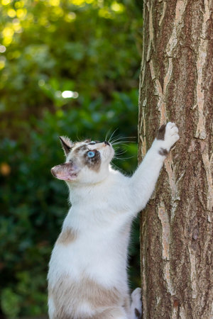 Playful domestic cat playing in nature and climbing a small tree in the garden with its sharp clawsの写真素材