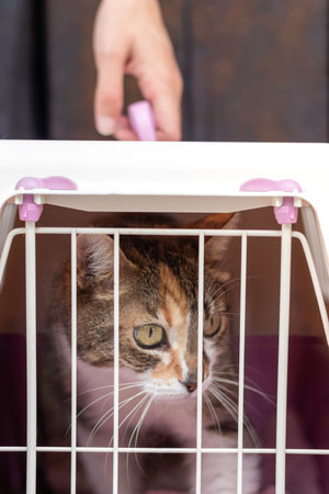 Scared cat looking outside of an animal cage or carrier on the way to the vet. Unrecognizable human handの写真素材