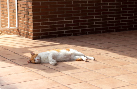 White and orange cat resting sleeping lying on traditional tiles on the porch of a houseの写真素材