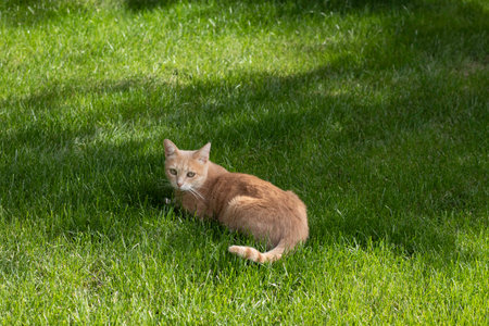 Beautiful beige blond cat laying down in the grass and looking to camera in the backの写真素材