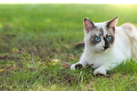 Close up view of cute blue eyed cat with white and brown colors lying down in the fresh grass with copy space on the sideの写真素材