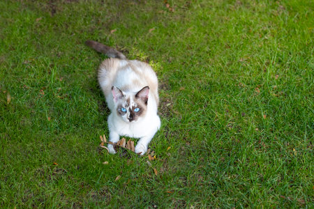 Copyspace portrait of a white domestic cat lying on the soft lawn of the garden and playing with an autumn dry branchの写真素材