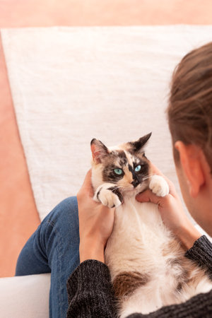 High angle of crop unrecognizable man sitting on sofa while playing with adorable cat in living room at apartment during weekendの写真素材