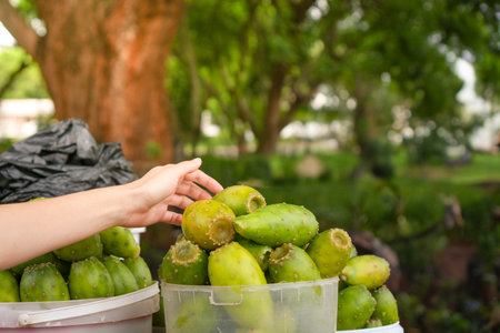 A persons hand is pictured choosing ripe prickly pear fruit from a pile at a vibrant outdoor market, surrounded by lush greenery in the background.の写真素材