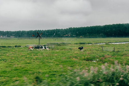 Black and white cows and brown cow feeding on the grass in the countryside in The Netherlands from a moving train in a cloudy dayの写真素材