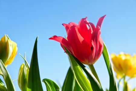 Beautiful red tulip flower with green leavesの写真素材