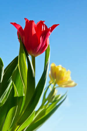Beautiful red tulip flower with green leavesの写真素材