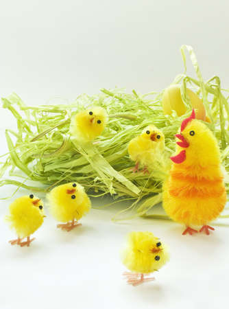 Easter chickens family on white background