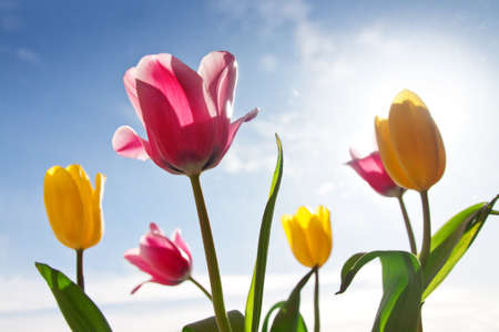 Beautiful pink and yellow tulip flower with green leaves