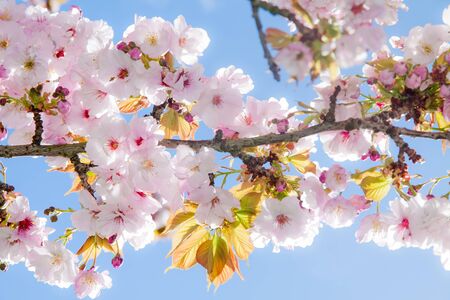 Beautiful white with pink summer blossom tree in parkの写真素材