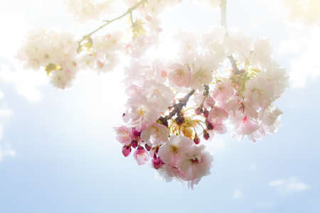 Beautiful white with pink summer blossom tree in park