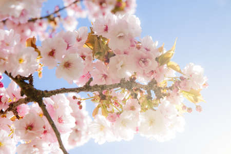 Beautiful white with pink summer blossom tree in parkの写真素材