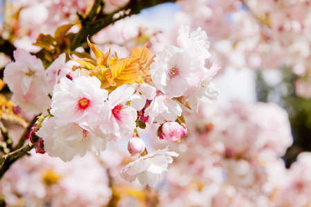 Beautiful white with pink summer blossom tree in park