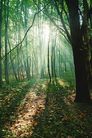 Mystical sun rays between trees in green forestの写真素材