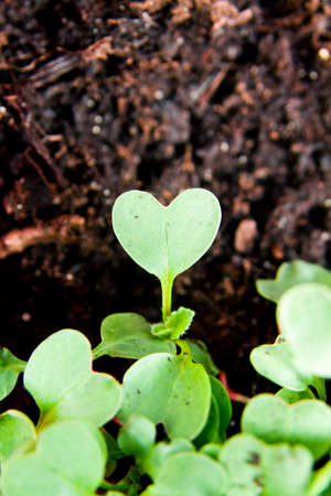 Green heart shape plant sprouting in garden soil