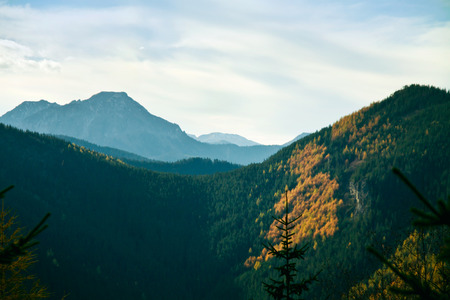 Green sunny landscape with trees in forest and mountains in Zakopaneの写真素材