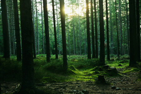Forest landscape with trees during sun set