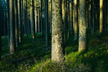 Forest landscape with trees during sun set