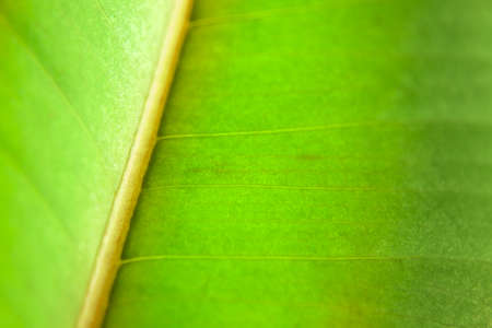 Bright green organic leaf texture and backgroundの写真素材