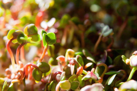Group of bio green organic sprouts growthの写真素材