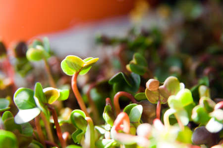 Group of bio green organic sprouts growth