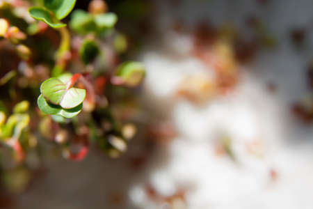 Group of bio green organic sprouts growthの写真素材