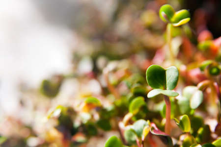 Group of bio green organic sprouts growthの写真素材