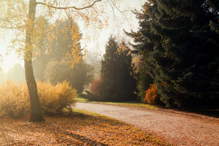 Autumn season colorful trees in park with path