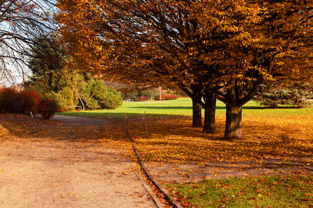 Autumn season colorful trees in park with pathの写真素材