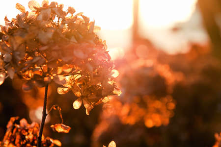 Autumn season colorful plants with sun light