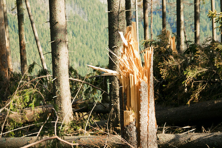 Broken tree destruction wind disaster in forestの写真素材