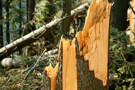 Broken tree destruction wind disaster in forest