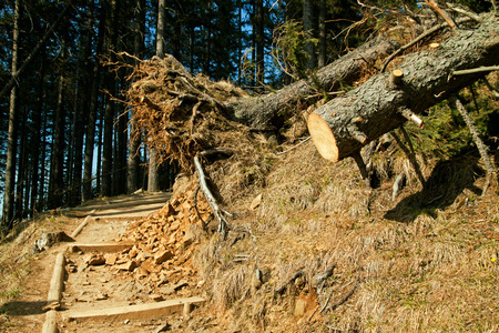 Broken tree destruction wind disaster in forest