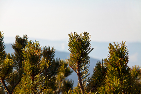 Mountain landscape with pine trees in Zakopaneの写真素材