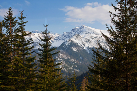 Mountain snowy landscape with pine trees in Zakopaneの写真素材