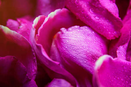 Pink wild rose wet leaves with water drops closeupの写真素材