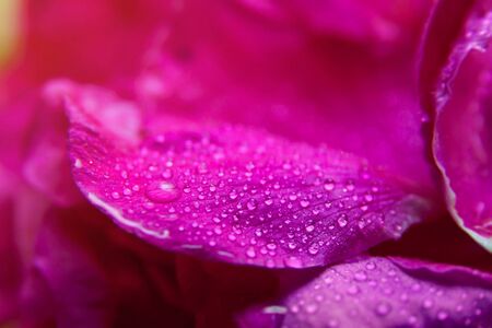 Pink wild rose wet leaves with water drops closeupの写真素材