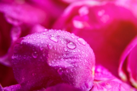 Pink wild rose wet leaves with water drops closeupの写真素材