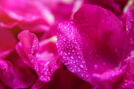 Pink wild rose wet leaves with water drops closeupの写真素材